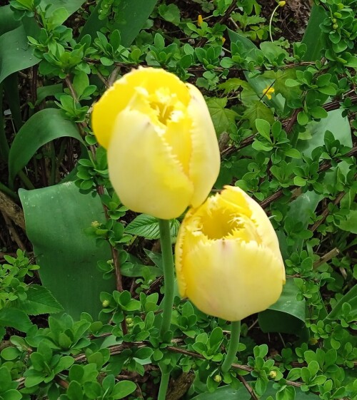 yellow-tulips-9-m2bb3ce1e30a145d6.jpg