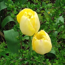 yellow-tulips-9-m2bb3ce1e30a145d6