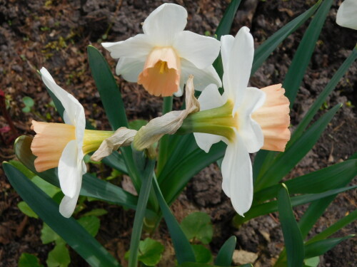 DSCN3419b6582827ab53e09c.jpg
