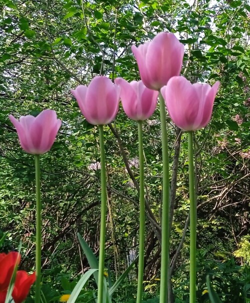 pink-tulips-17-m764d80721bfd83b8.jpg