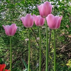 pink-tulips-17-m764d80721bfd83b8