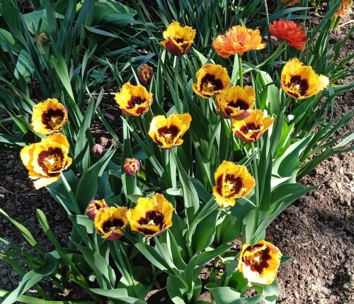 tulips-19-m1a269bb1b32c53fb.jpg