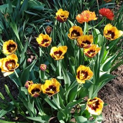 tulips-19-m1a269bb1b32c53fb