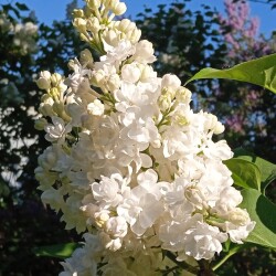 KM-21-M6e6c05e92adda5c0