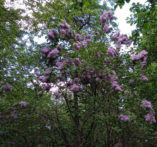 old-lilac-202675f907e3e6e594e3.jpg
