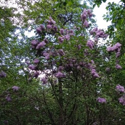 old-lilac-202675f907e3e6e594e3