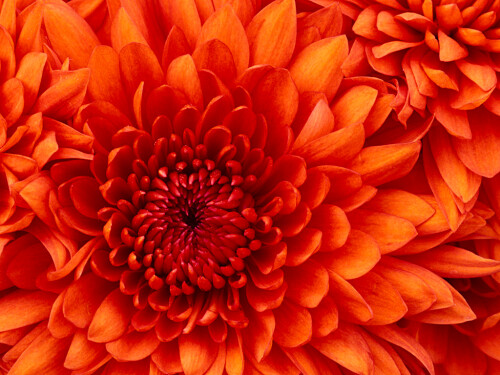 Chrysanthemum06f4d8b1cc0a88b9.jpg