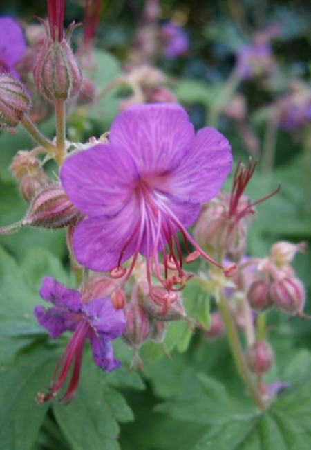 Geranium-macrorhizume01c205c023a5cd4.jpg