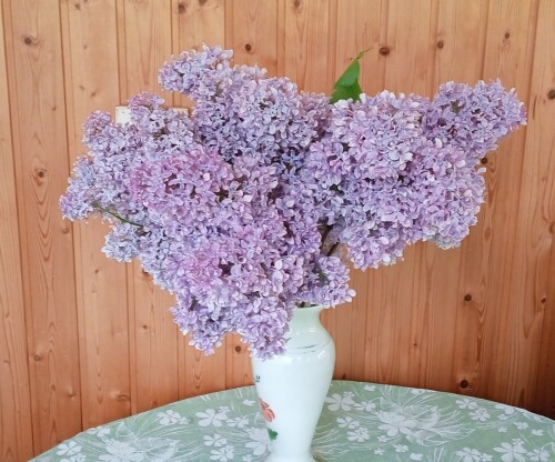lilac-30-mayf70a3d40ece20668.jpg