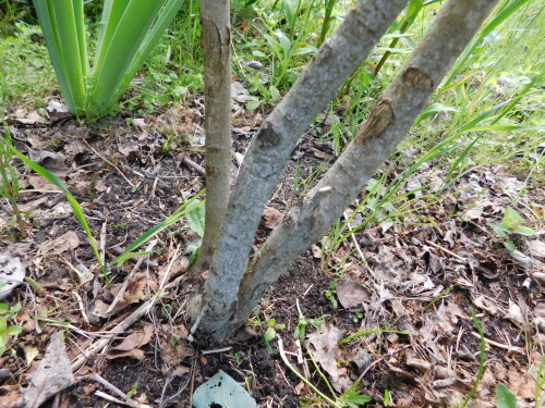 DSCN4462665d2ad31181cc82.jpg