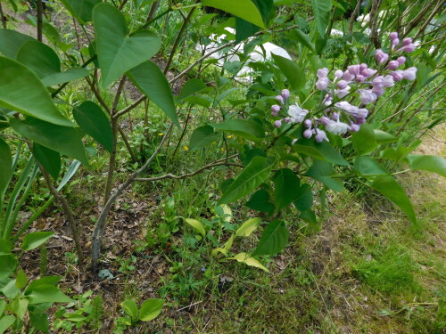 DSCN4463e707008941705e59.jpg