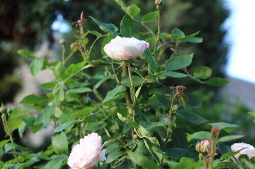 IMG_8392ee57a50a2d0395c4.jpg