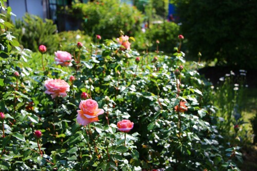 IMG_84182aa10ca4d78bbe78.jpg